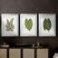 Feuilles de collection IV - impression encadrée sur mesure de qualité supérieure - 3 pièces-1582522241
