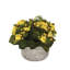 Kalanchoe Flower Bushes Red Rose Yellow in Stone Round Pot-62276259