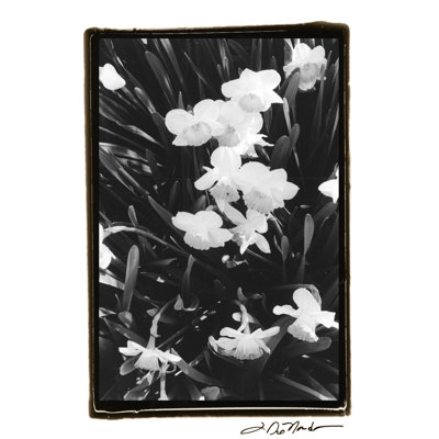 Springtime Garden V - Wrapped Canvas Art Prints