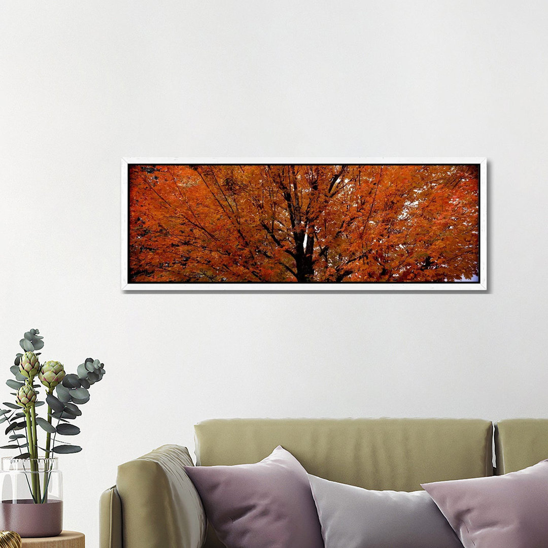 Ahornbaum im HerbstVermont, USA von Panoramic Images - Panoramic Gallery-Wrapped Canvas Giclée on Canvas