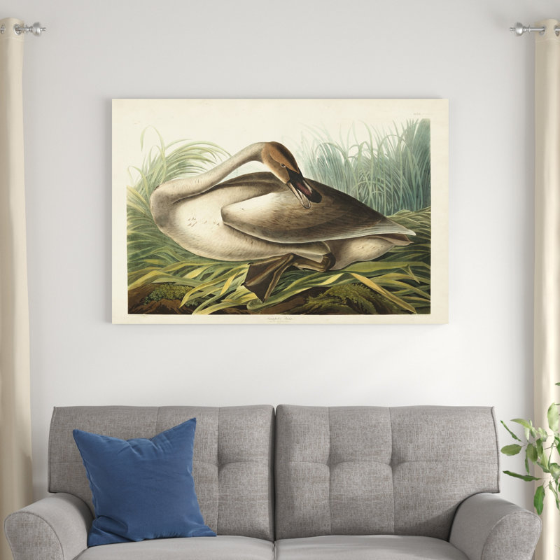Pl 376 Trumpeter Swan, H 32 po x l 48 po