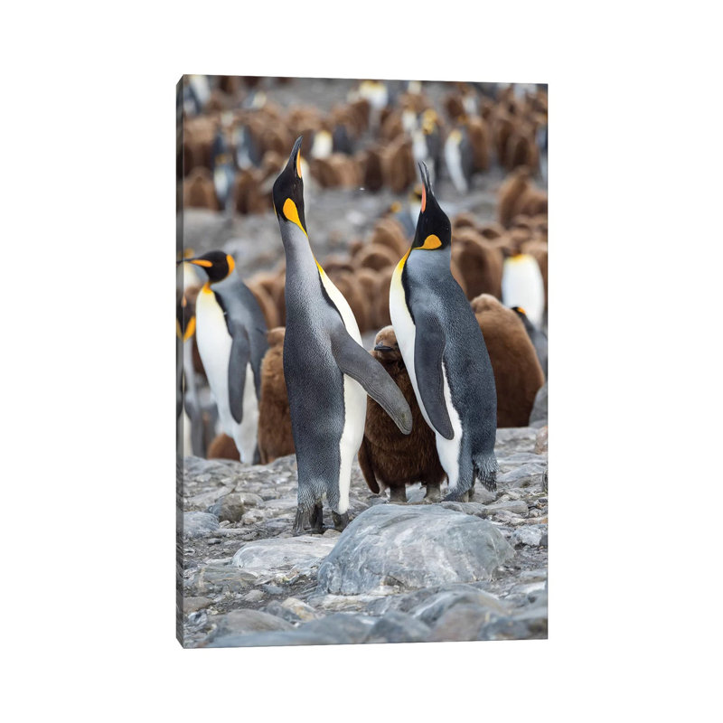 King Penguin Rookery In St. Andrews Bay. Feeding Behavior. South Georgia Island by Martin Zwick - Wrapped Canvas Print