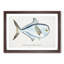 Illustration of a Rays Bream Fish by F.E. Clarke - Picture Frame Graphic Art Print-55579717-55579720