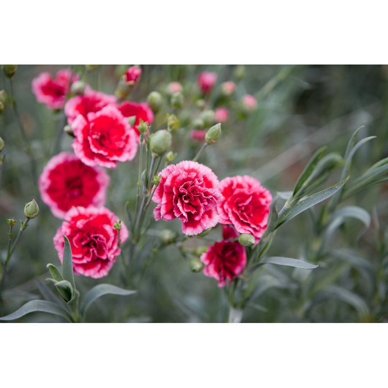Carnations - Wrapped Canvas Print, 51cm H x 76cm W x 3.8cm D