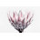 Kyran " Pale Protea Detail II "
