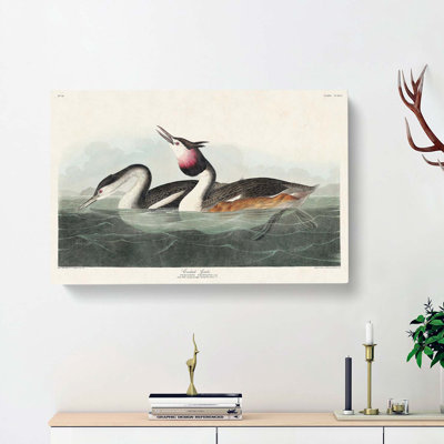 Crested Grebe by John James Audubon - Wrapped Canvas