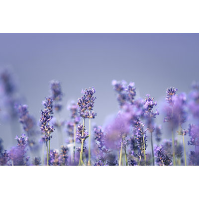 Lavender by Borchee - Wrapped Canvas Print