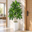 Arbre artificiel Dracaena de 1,5 m, plante Dracaena fragrans à plusieurs têtes avec pot blanc, feuilles réalistes aux tons jaunes, plante d'intérieur facile d'entretien pour la décoration de la maison et du bureau extérieur couvert-129867221