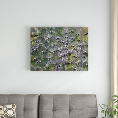 " Canada Goose Flock Flying "