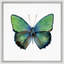 Butterfly Study 1' Framed Graphic Art Print on Glass