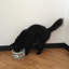 Bol pour animal de compagnie-82575467-82575471