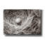 «Nesting» par Nathan Larson, art mural sur toile