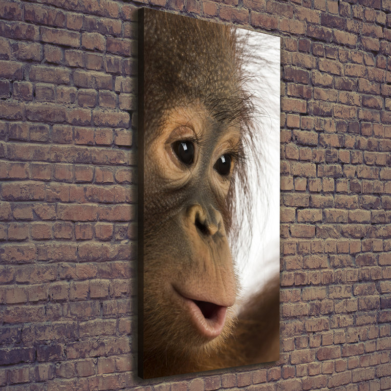 A Young Orangutan - Wrapped Canvas Print