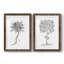 «B&W Plant Spechantillon III», reproduction de photo sur toile 2 pièces-1804112968-1804112972