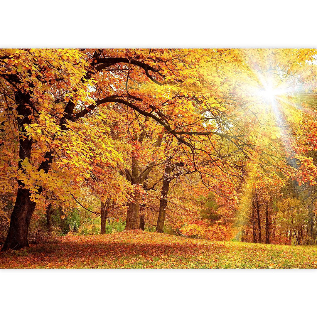Sunlight in Autumn Fall Tree Leaf Park Wall Mural IDEA4WALL 