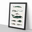 Various Whales XXX by Oliver Goldsmith - Picture Frame Painting Print-55605224-55605225