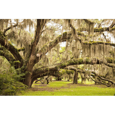 Ancient Oak Tree - Wrapped Canvas Print