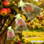 Sacs de protection des fruits-100000683