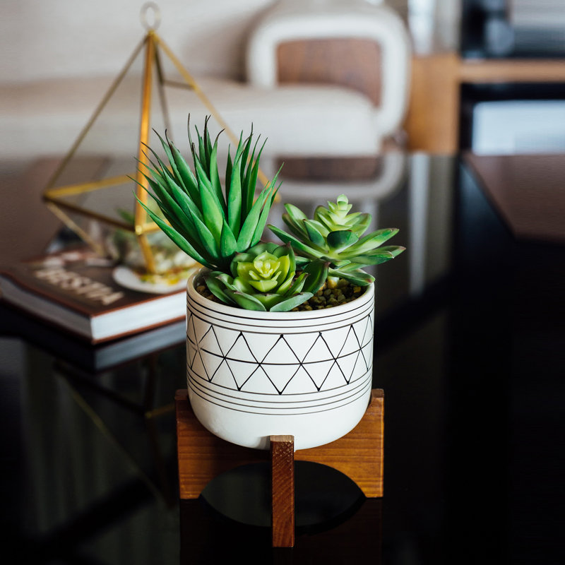 Cactus succulent en pot, Blanc / noir