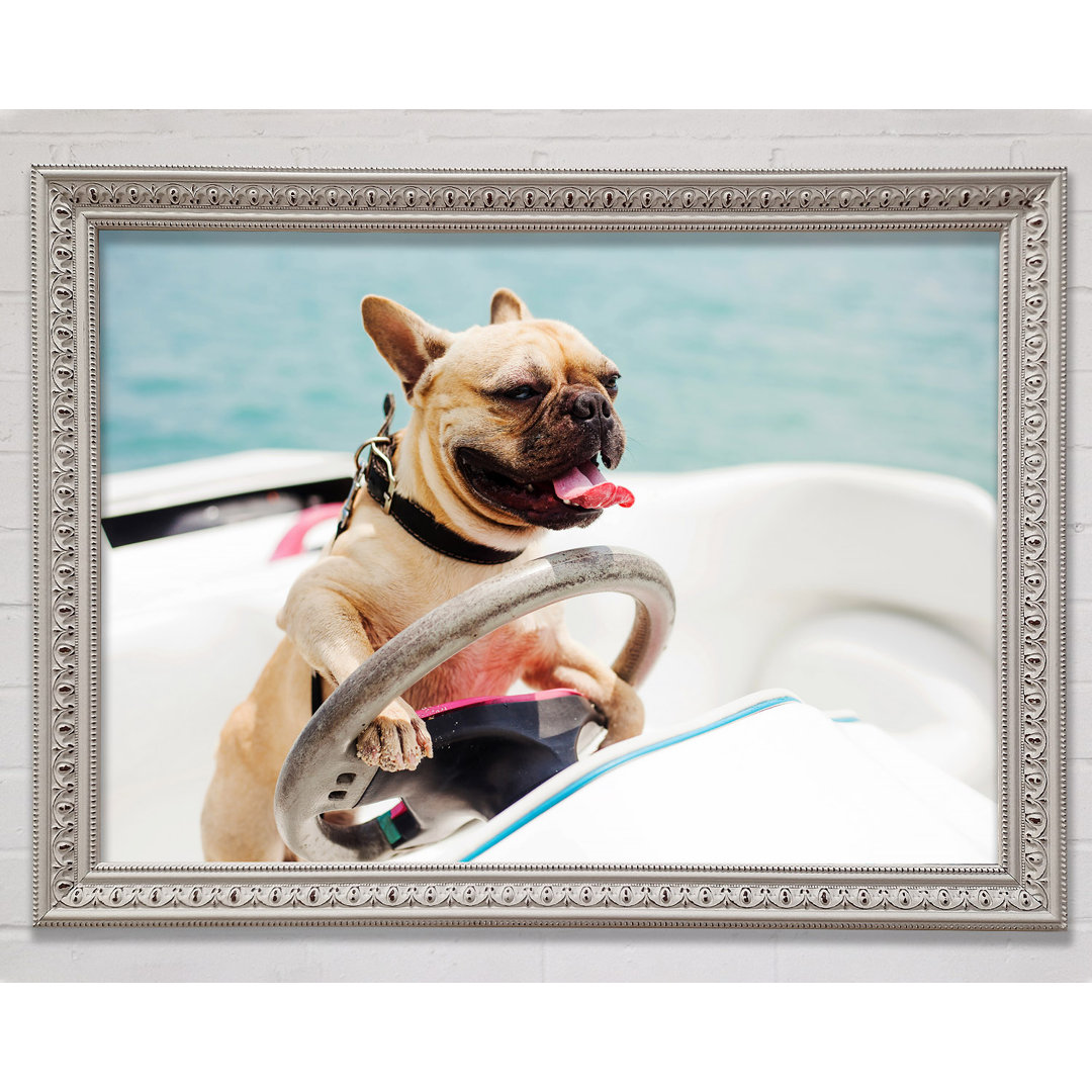 Speed Boat Französische Bulldogge - Einzelner Bilderrahmen Kunstdrucke