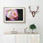 Pink Tipped Rose - Picture Frame Graphic Art Print-56704876-56704881