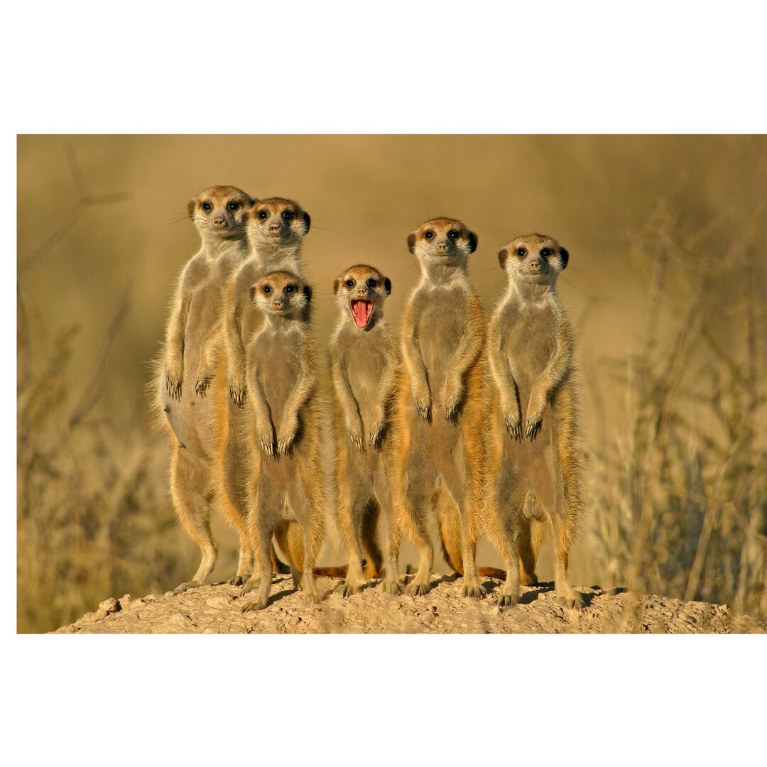 Seidenmatte Tapete Meerkat Family