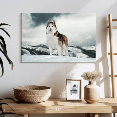Majestic Siberian Husky