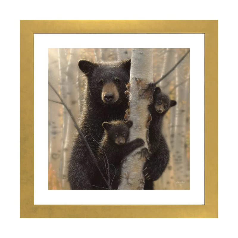«Mama Black Bear» par Collin Bogle Print, Papier encadré doré, H 24 po x l 24 po x P 1 po
