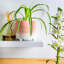 Ceramic Pot Planter-63880909-63880904