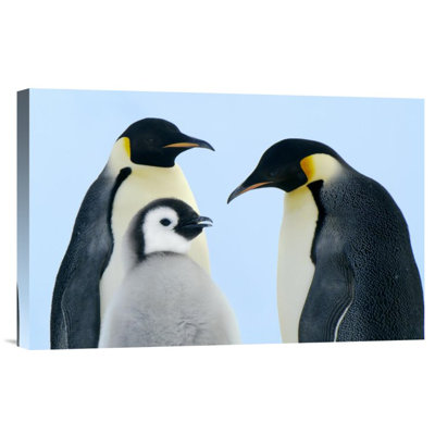 " 'Emperor Penguin Family, Weddell Sea, Antarctica "