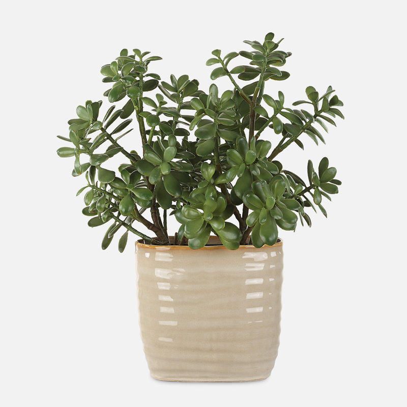 Winslow Accent Plant