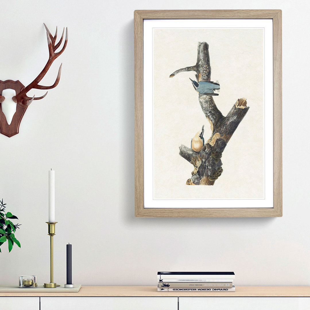 Red-Breasted Nuthatch Birds by John James Audubon - Picture Frame Painting Print