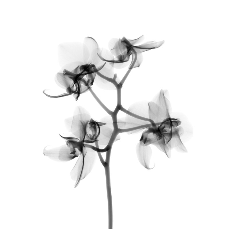 Fleurs transparentes - sur fond blanc - noir et blanc 5, H 36 po x l 24 po x P 1,5 po