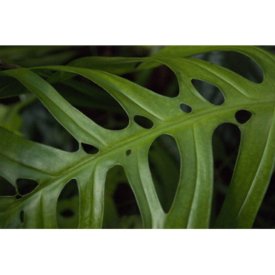 " Monstera Adansonii Leaf "