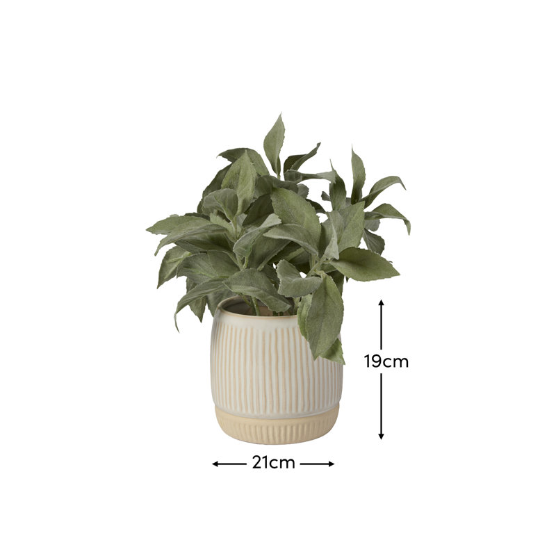21cm Plant