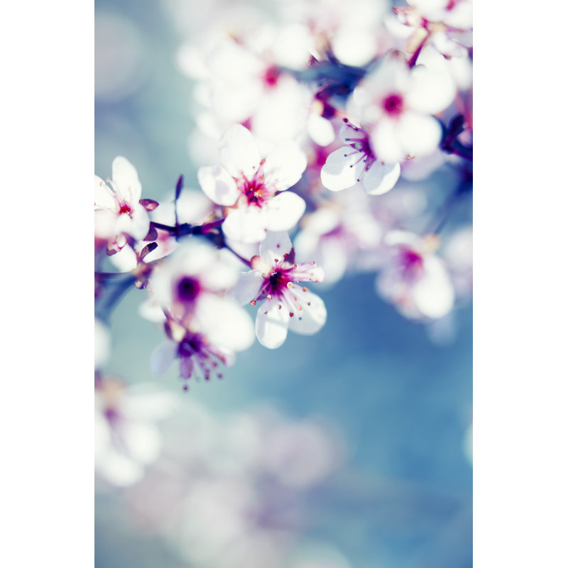 Blooming Cherry Tree - Wrapped Canvas Print, 91cm H x 61cm W x 3.8cm D