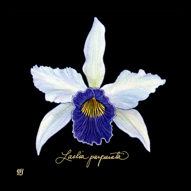 Orchidée vive IV, H 12 po x l 12 po