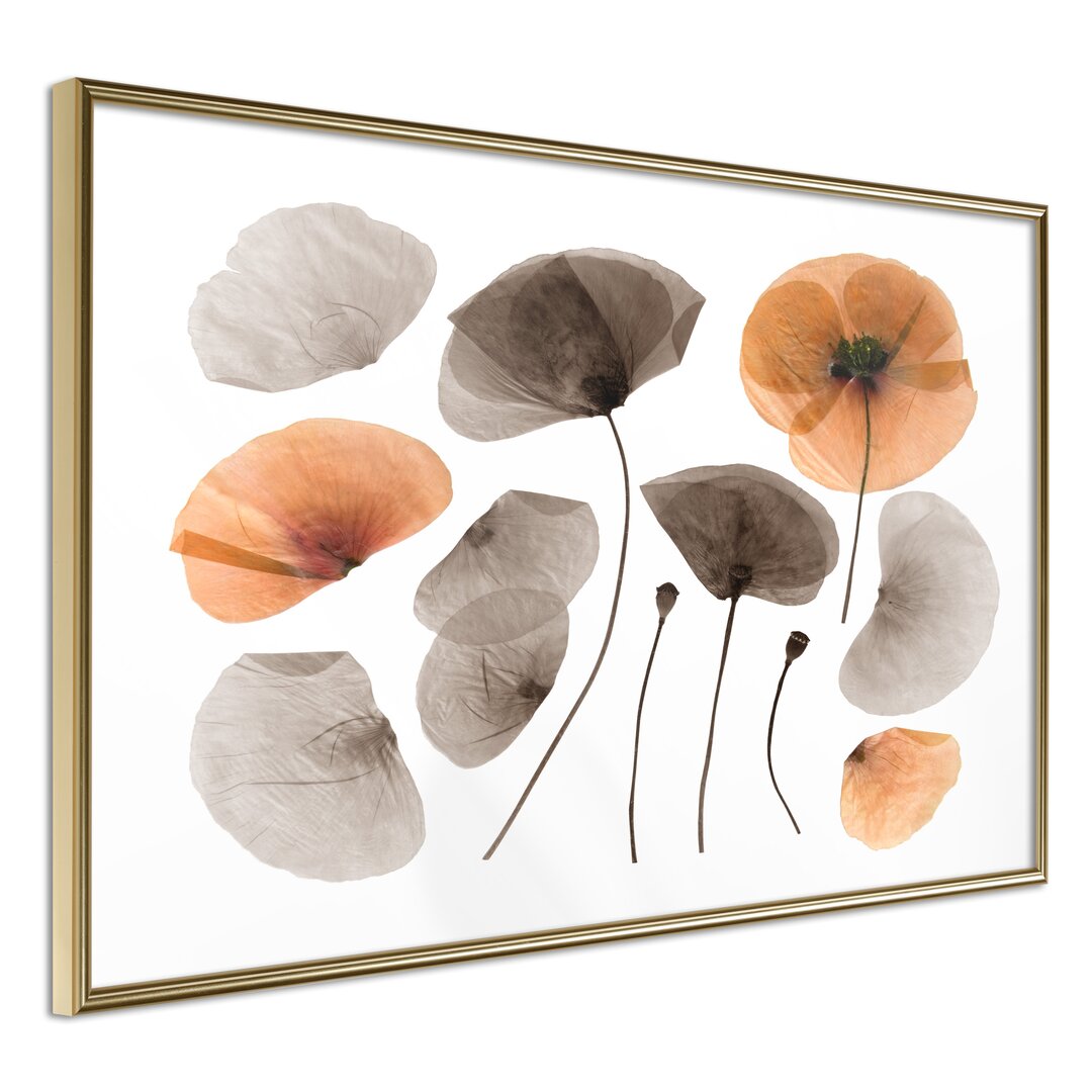 Gerahmtes Poster Dried Poppies