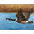 Canada Goose Print On Canvas