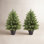 60" Cypress Topiary in Pot