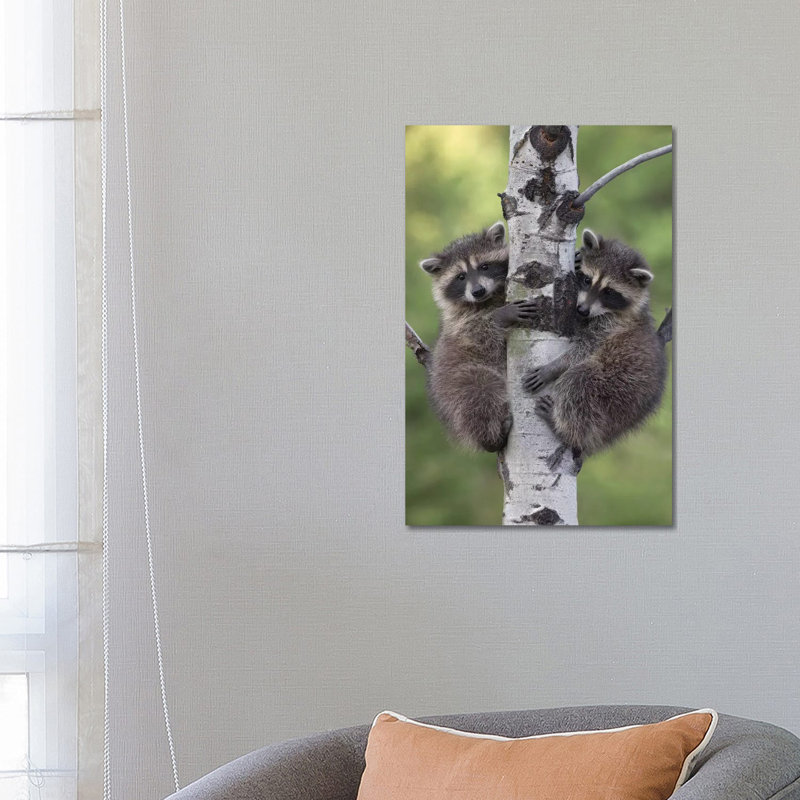 Raccoon Two Babies Climbing Tree, North America II by Tim Fitzharris - Wrapped Canvas Print