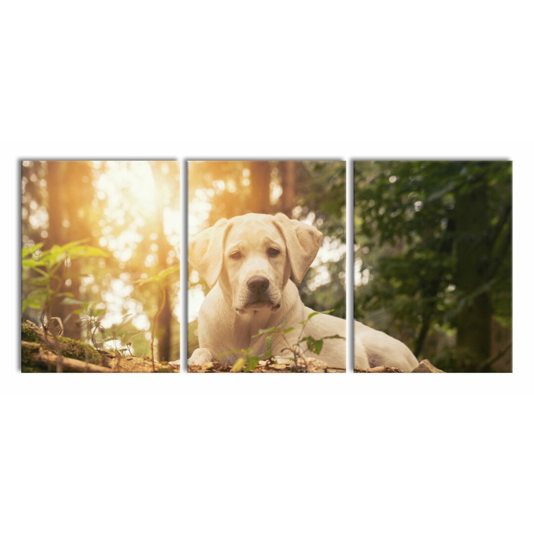 3-tlg. Leinwandbilder-Set Dog in a Forest at Sunset