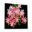 " Cactus Flowers 483 "-347238834