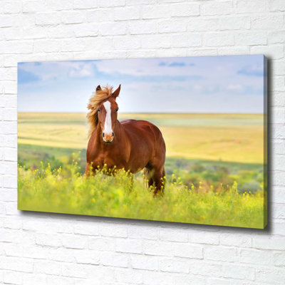 Brown Horse - Wrapped Canvas Print