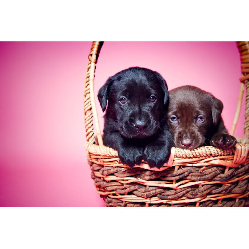 Adorable Labrador Puppies On Pink by RyanJLane - No Frame Art Prints on Canvas, 20cm H x 30cm W