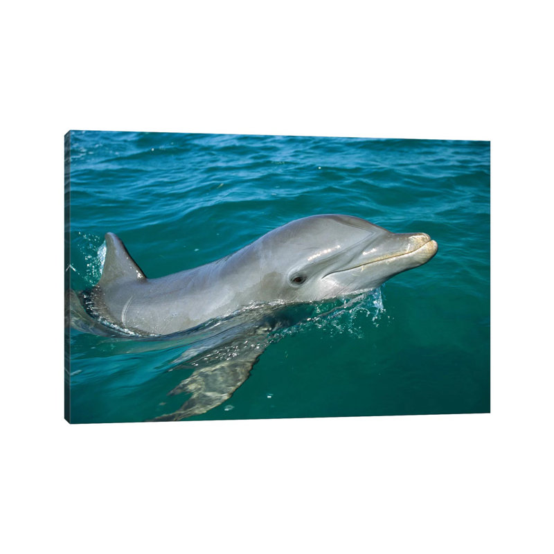 Bottlenose Dolphin Surfacing, Honduras by Konrad Wothe - Wrapped Canvas Print, 30.48 cm H x 45.72 cm W