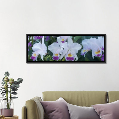" Close-Up Of Orchid Flowers I " Color Photography