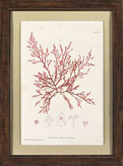 Bradburys Red Coral I Print