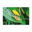 «Weevil Couple», art mural animal-974863752