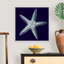 « Indigo shells IV » par vision studio-impression-538534986-538534989